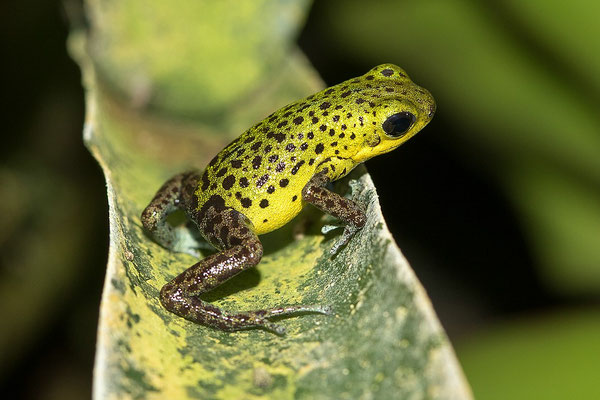 Oophaga Pumilio Punta Laurent