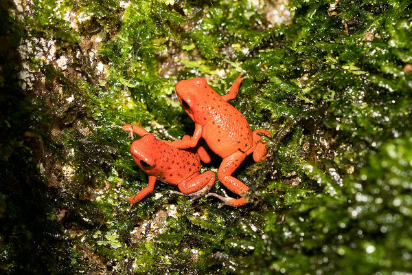 Oophaga Pumilio Nancy