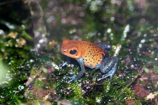 Oophaga Pumilio Aguaqurte