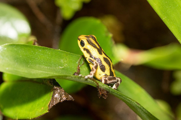 Oophaga Pumilio Guarumo