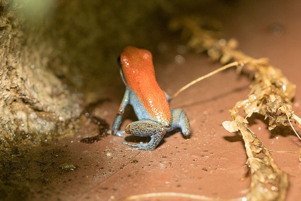 Oophaga Pumilio Escudo