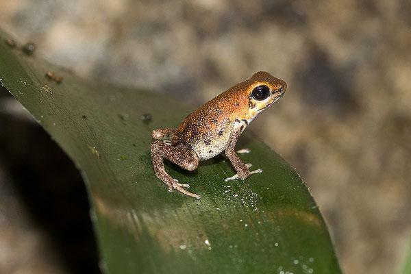 Oophaga Pumilio Nicki