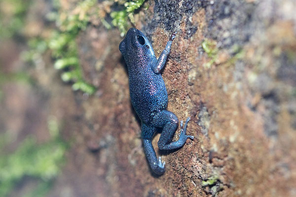 Oophaga Pumilio Aguaqurte