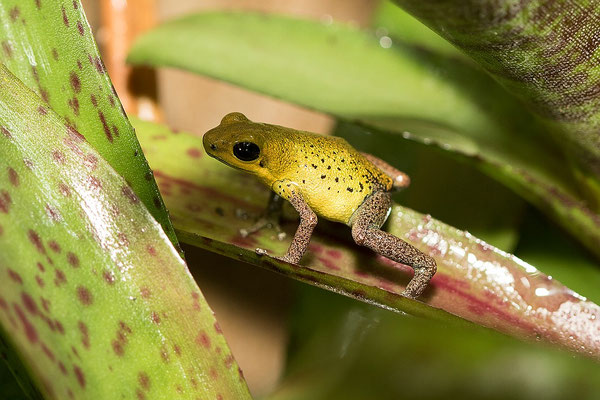 Oophaga Pumilio Chiriqui Grande