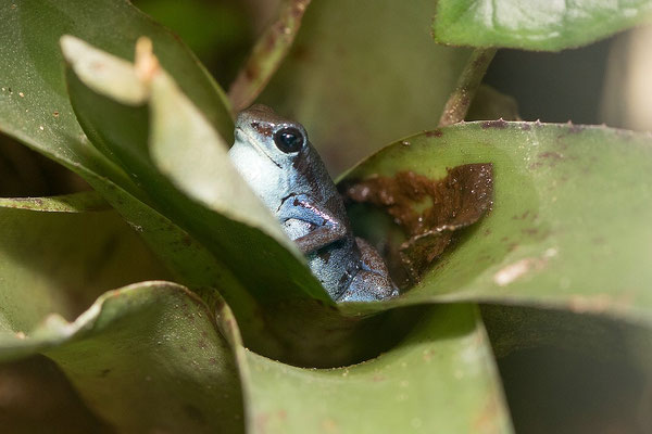 Oophaga Pumilio Rio Culubre