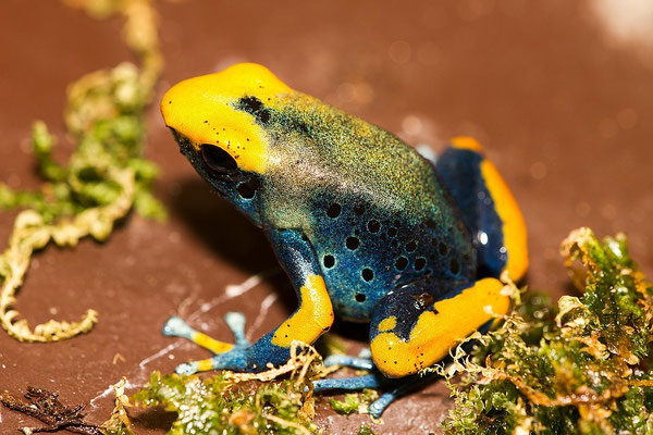 Dendrobates Tinktorius Tumucumaque