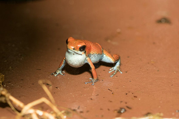 Oophaga Pumilio Escudo