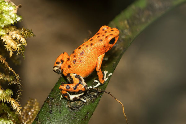 Oophaga Pumilio Bastimentos RFB