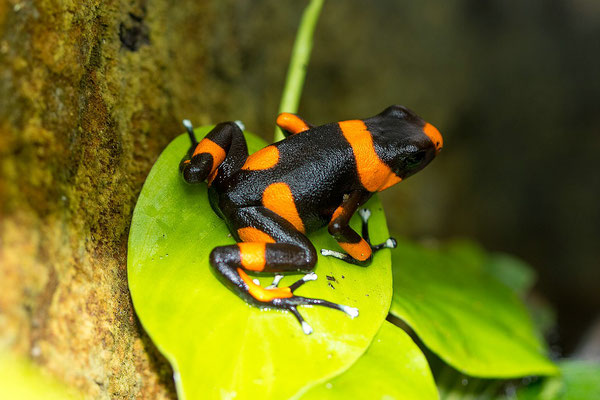 Oophaga Lemanni