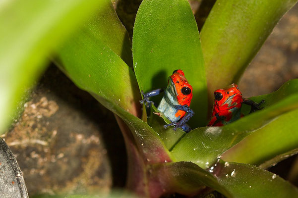 Oophaga Pumilio Blaubeiner
