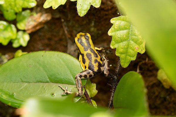 Oophaga Pumilio Guarumo