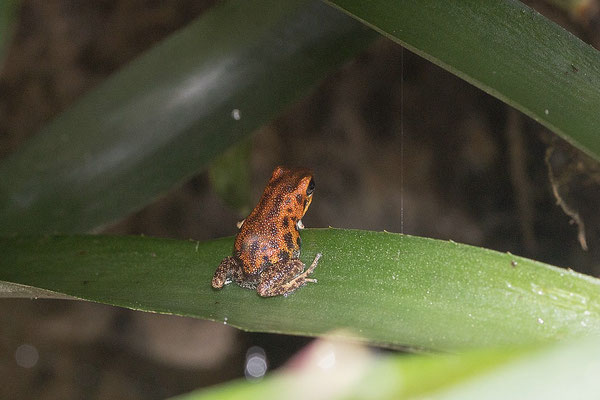 Oophaga Pumilio Nicki