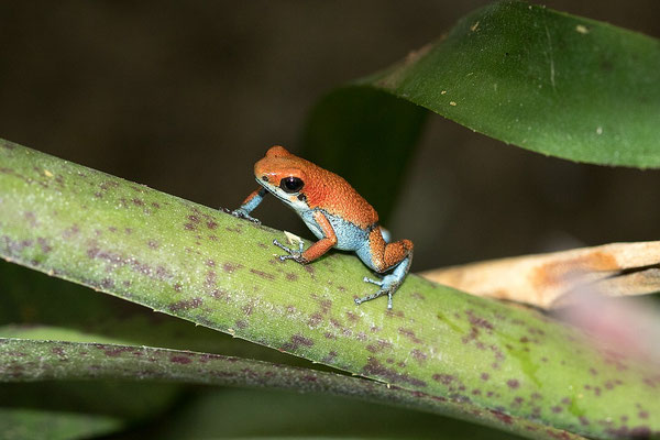 Oophaga Pumilio Escudo