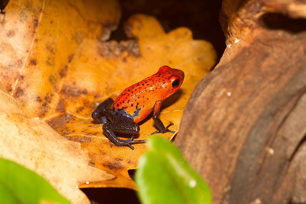 Oophaga Pumilio Blaubeiner
