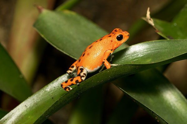 Oophaga Pumilio Bastimentos RFB