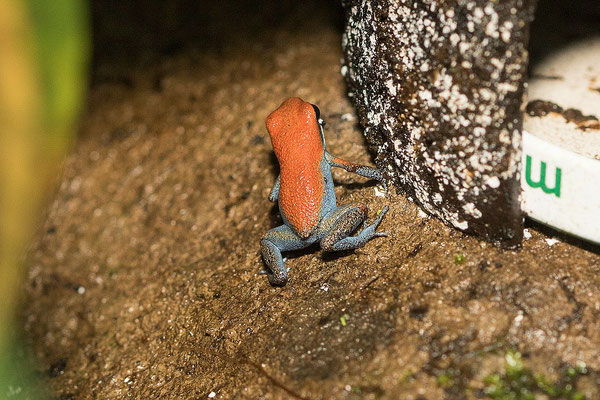 Oophaga Pumilio Escudo