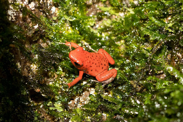 Oophaga Pumilio Nancy