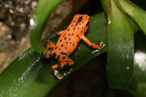 Oophaga Pumilio Bastimentos RFB