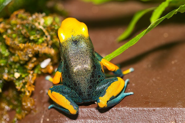 Dendrobates Tinktorius Tumucumaque