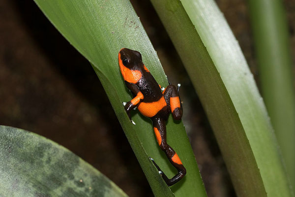 Oophaga Lemanni