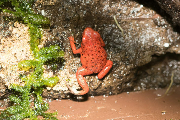 Oophaga Pumilio Nancy