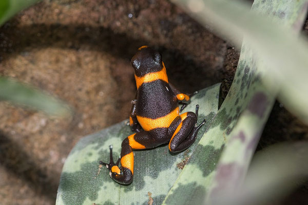 Oophaga Lemanni