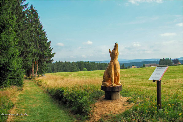 Wolf in Schulenberg gesichtet ... auf dem Stein- und Skulpturenpfad