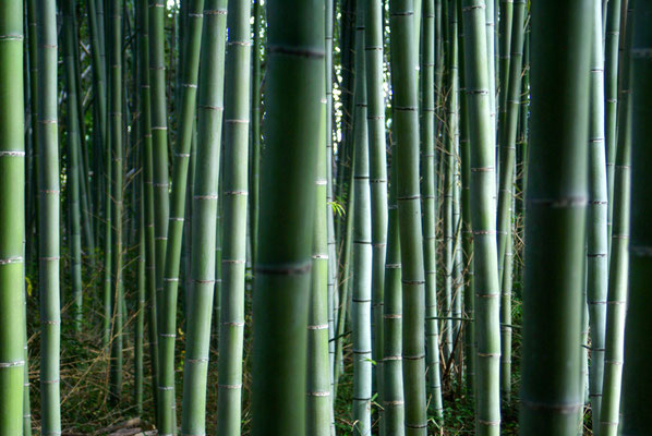 La forêt de bambous, à Arashiyama...