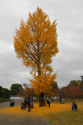 Les couleurs de Novembre...