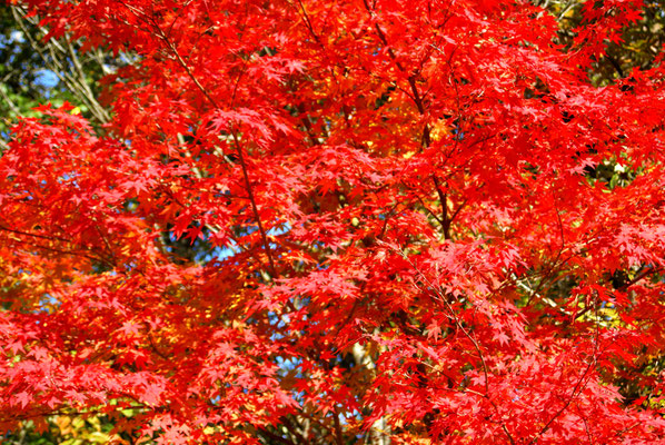 Les couleurs de Novembre...