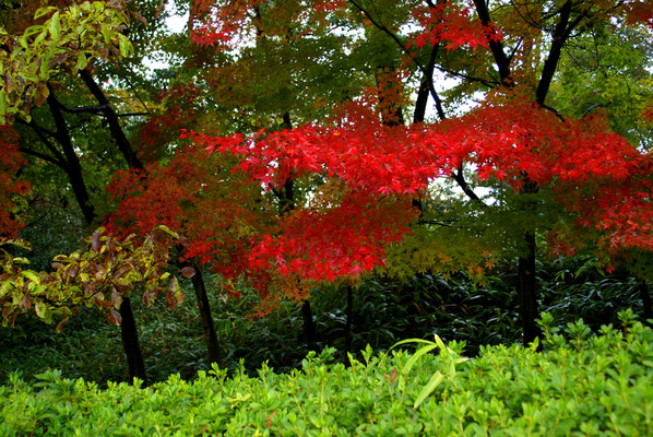 Les couleurs de Novembre...