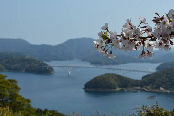 桜と海