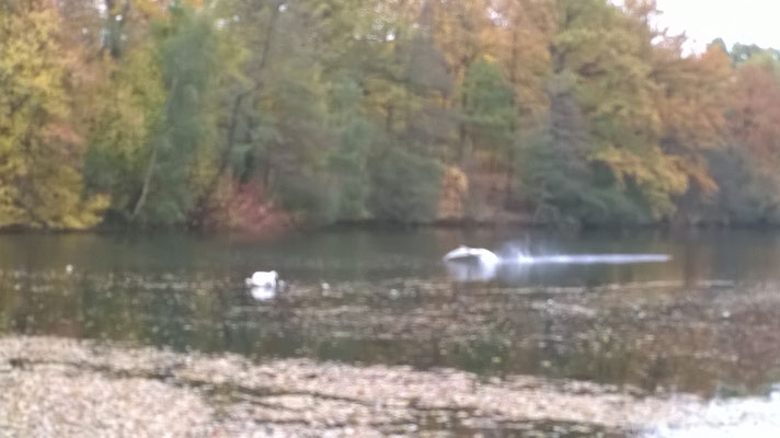 ...  und ihren Flug bestaunen ...