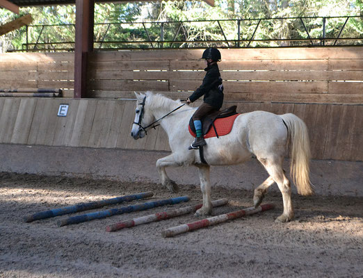 Stage d'équitation en décembre, barres au sol dans le manège