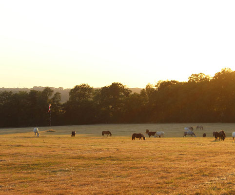 Poneys au pré