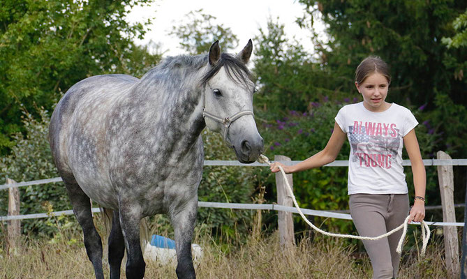 stage d'équitation, aller chercher les poneys au pré