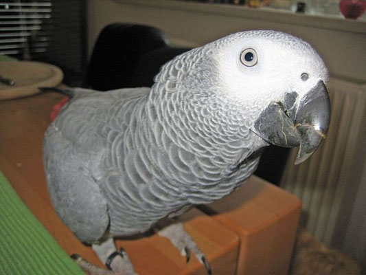 was guckst Du?