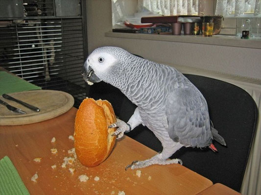 Paula beim Frühstück