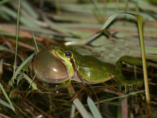 Laubfrosch