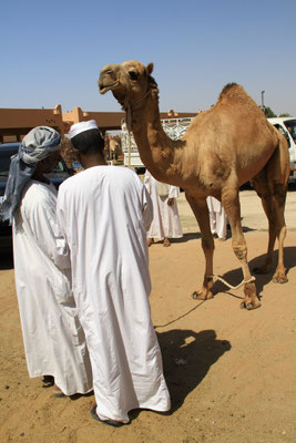 Targ wielbladow w Al Ain