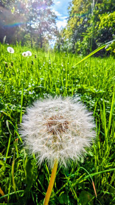 Pusteblumen im Glacis