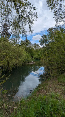 Schwan brütet in Blau hinter Senionerheim Blaustein