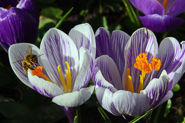 "Frühlingsbiene im Krokus" - © I. Aurin