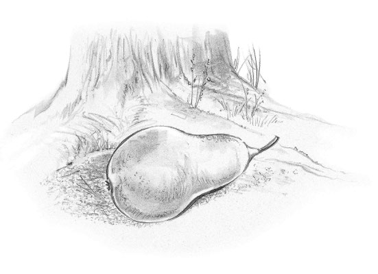 Ausklang - "Omika" von Liane Wagner - Zeichnung: Heidemarie Franz ©