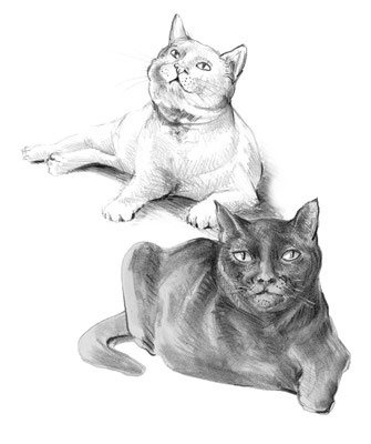 Die Katzen Murchx und Durst - "Omika" von Liane Wagner - Zeichnung: Heidemarie Franz ©