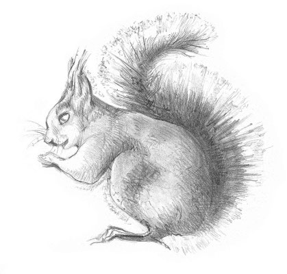 Eichhörnchen - "Omika" von Liane Wagner - Zeichnung: Heidemarie Franz ©