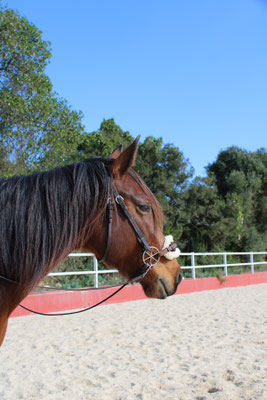Valerosa mit dem LG-Zaum