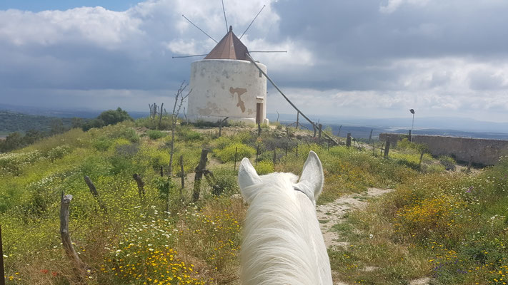 Windmühle von Vejer