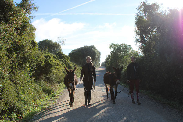 Donkey und Apollo haben Spaß am Wandern