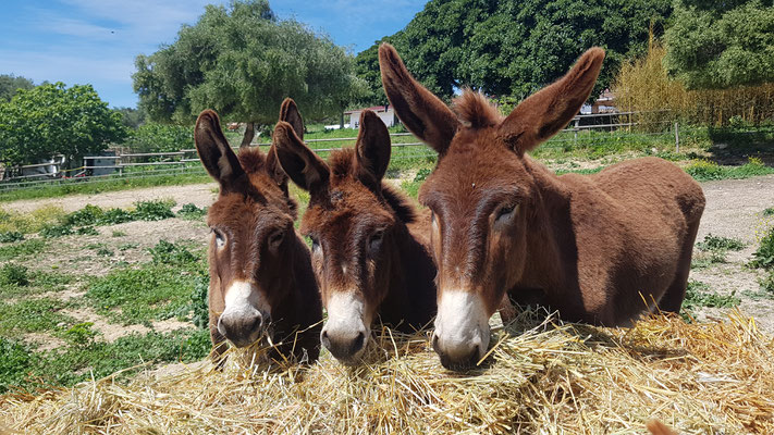 Apollo 13, Donkey Puh und Momo